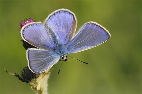 blauwtje gelopen betekenis